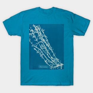 Vintage Seaweed Photography Collection 6 of 12 T-Shirt